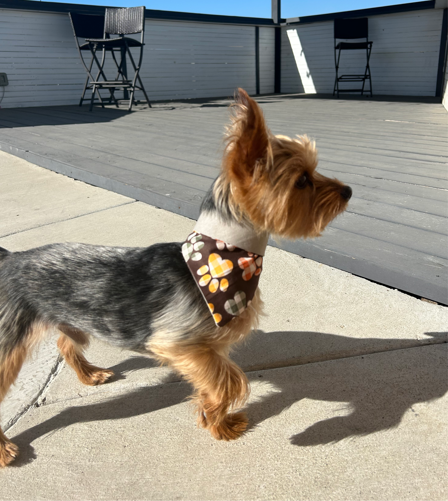 Harvest Paw Bandana